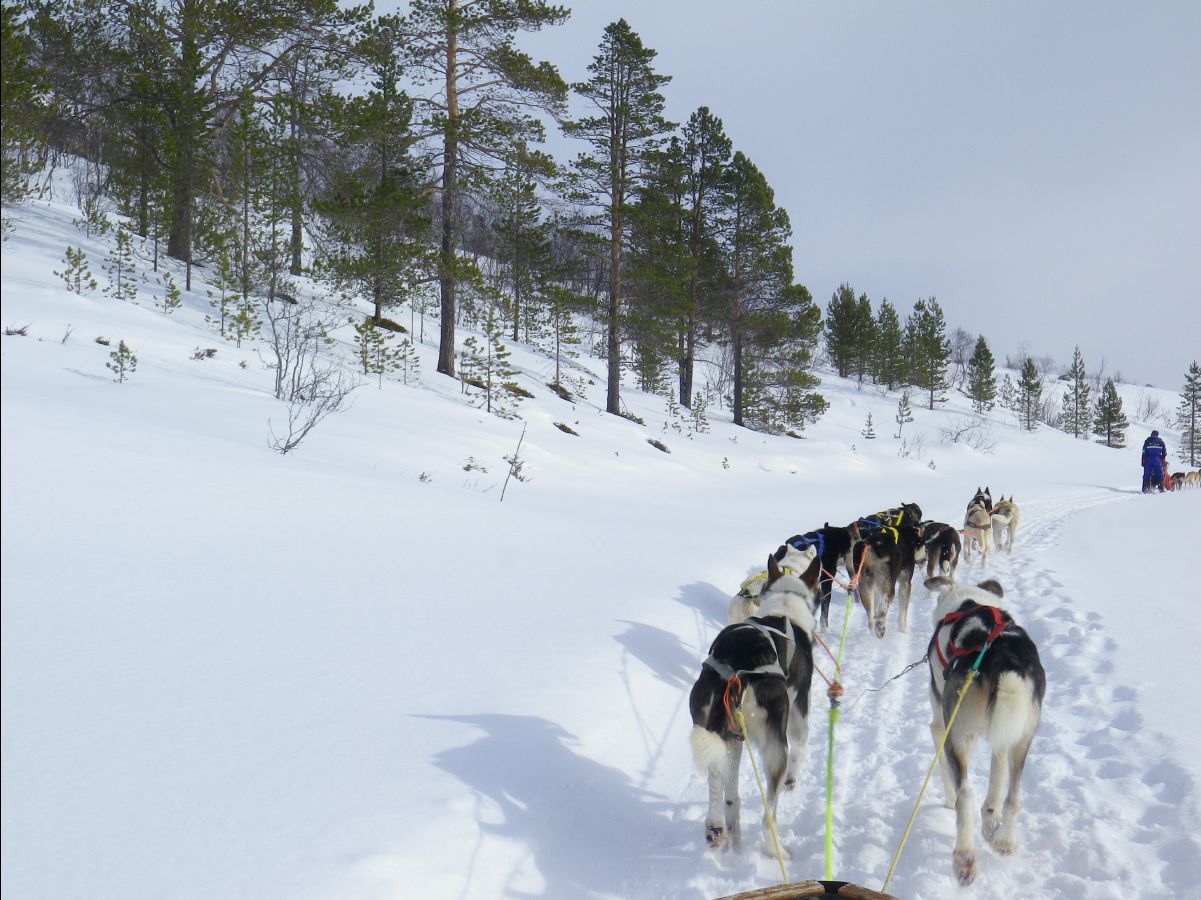 Dogs sledge27